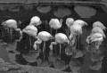 Flamingos B&W-2.jpg